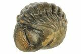 Wide, Perfectly Enrolled Morocops Trilobite - Morocco #190494-1